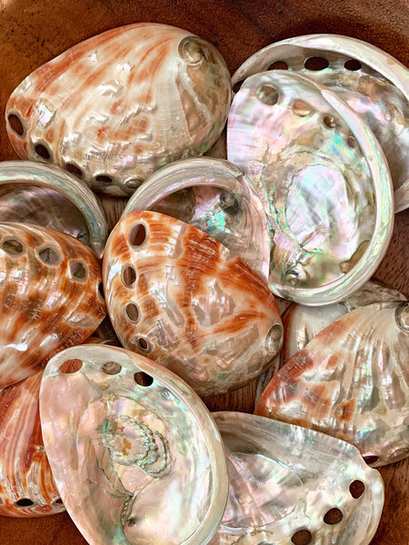 Small Red Natural Abalone Shell (7cm)